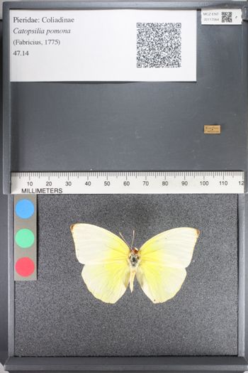 Media type: image;   Entomology 117064